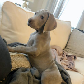 Leroy turns 9 weeks-Blog Puppies