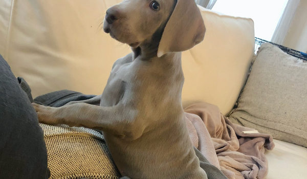 Leroy turns 9 weeks-Blog Puppies