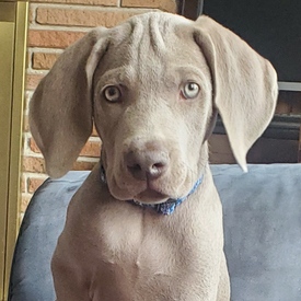 Titan at 11 weeks Starwood Kennels