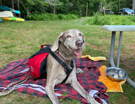 Starwood Kennels - celebrating Ava