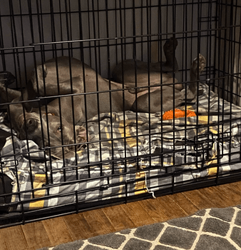 A Note from Roscoe's Family Blog Starwood Kennel