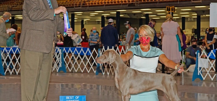 A New Champion – Introducing Champion Starwood’s Mother Theresa at Unity CH STARWOOD'S MOTHER TERESA AT UNITY.