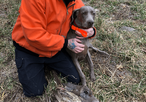 Reilly @ 11 months working birds!