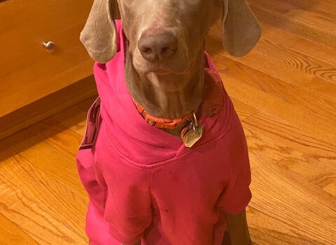 Lily Benjamin Starwood Kennels