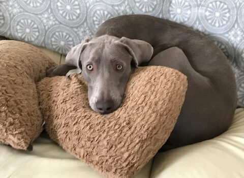Nala turns 3!