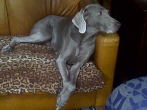 Macy in repose