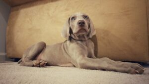 Starwood Kennel