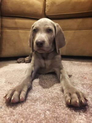 Starwood Kennel
