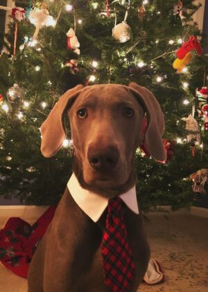 Blue's First Christmas