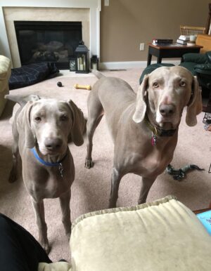Hans & Pilsner on Hans' 5th birthday!