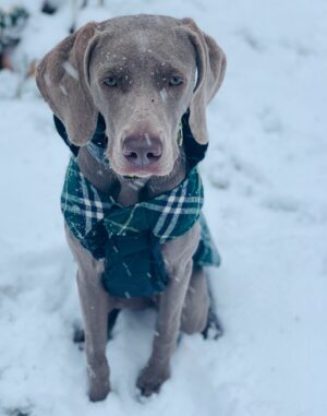Haven's first snow
