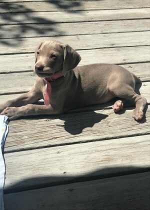 Hope 9 weeks