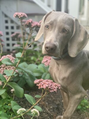Haven Bee Chasing