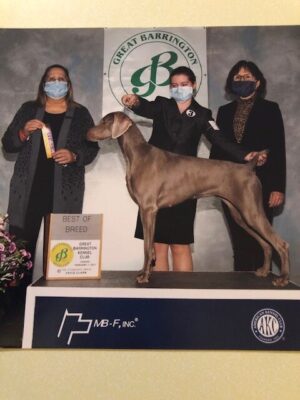 Winnie Best of Breed in February with Junior Handler, Hailey Gillotti