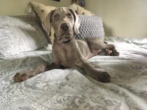 Roscoe