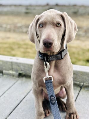 Leroy