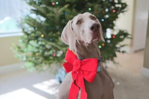 Joey @ 5 years old Happy Holidays