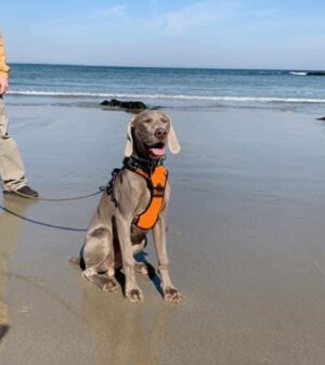 Norman's first trip to the ocean