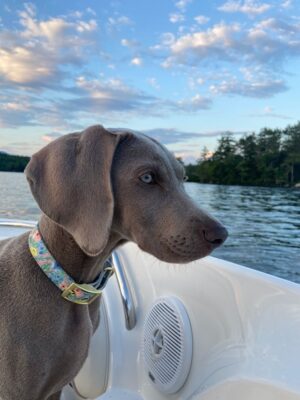 Nova enjoying a night on Lake Winnipesaukee
