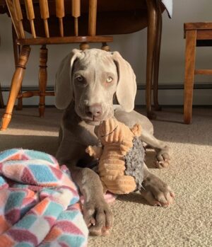 Izzy at 4 months