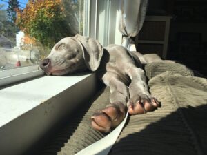 Roscoe