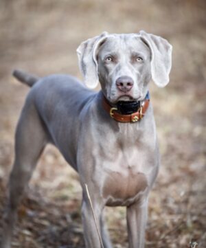 Asher @9 months