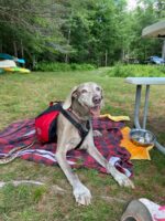 Starwood Kennels - celebrating Ava