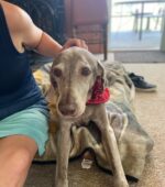Starwood Kennels - celebrating Ava