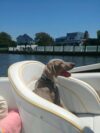 Starwood Kennels - Legend