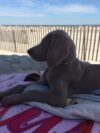Starwood Kennels - Legend