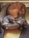 Starwood Kennels - Legend