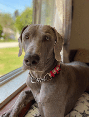 A Note from Roscoe's Family Blog Starwood Kennel