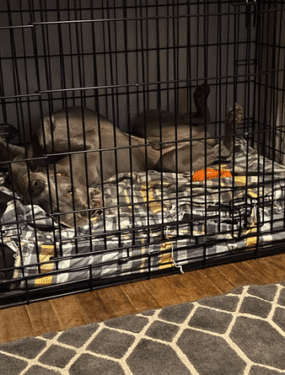 A Note from Roscoe's Family Blog Starwood Kennel