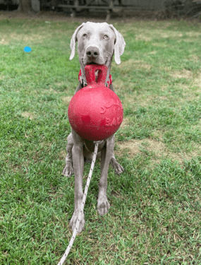 A Note from Roscoe's Family Blog Starwood Kennel