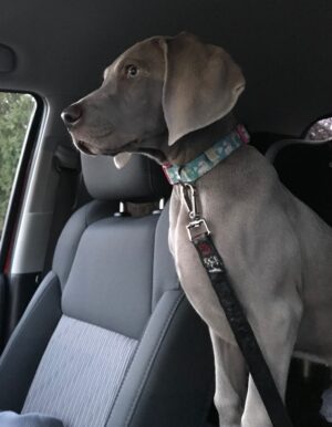 Dakota out for a ride @ 12 weeks old