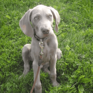 Shaemus puppy