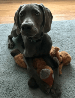 Moose Starwood Kennel Blog
