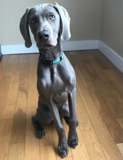 Moose at 6 months Starwood Kennel