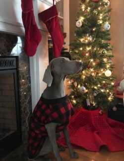 Nala image gallery Starwood Kennels