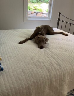 Sultan Starwood Kennels