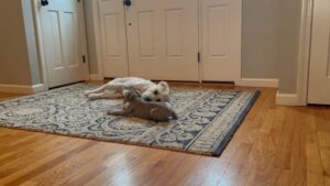 Puppy Blitz