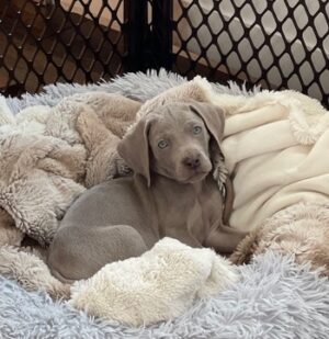 Puppy Blitz