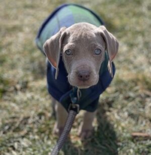 Puppy Blitz
