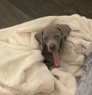Puppy Blitz