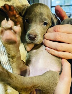 Frankie @ 8 weeks