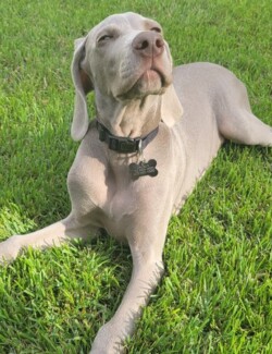 Smokey 8 weeks